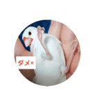 文鳥達スタンプ（個別スタンプ：12）