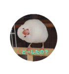 文鳥達スタンプ（個別スタンプ：15）