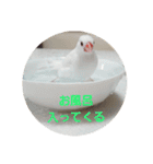 文鳥達スタンプ（個別スタンプ：16）