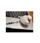 文鳥達スタンプ（個別スタンプ：18）
