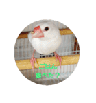 文鳥達スタンプ（個別スタンプ：19）