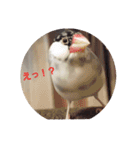 文鳥達スタンプ（個別スタンプ：22）