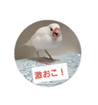 文鳥達スタンプ（個別スタンプ：23）