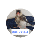 文鳥達スタンプ（個別スタンプ：24）