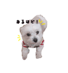 マルチーズのたまご（個別スタンプ：2）