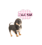 超でかチワワあもん 第2弾（個別スタンプ：1）