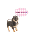 超でかチワワあもん 第2弾（個別スタンプ：3）