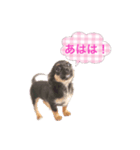 超でかチワワあもん 第2弾（個別スタンプ：4）