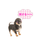 超でかチワワあもん 第2弾（個別スタンプ：5）