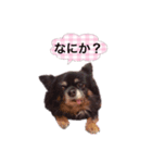 超でかチワワあもん 第2弾（個別スタンプ：12）