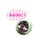超でかチワワあもん 第2弾（個別スタンプ：15）