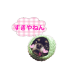 超でかチワワあもん 第2弾（個別スタンプ：16）