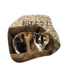 みけねこむぎちゃん（個別スタンプ：1）