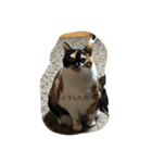 みけねこむぎちゃん（個別スタンプ：4）