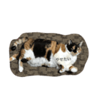 みけねこむぎちゃん（個別スタンプ：5）