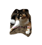 みけねこむぎちゃん（個別スタンプ：9）