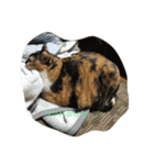 みけねこむぎちゃん（個別スタンプ：12）
