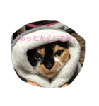 みけねこむぎちゃん（個別スタンプ：14）