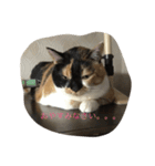 みけねこむぎちゃん（個別スタンプ：15）