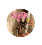 こーら（個別スタンプ：4）