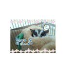 こーら（個別スタンプ：6）