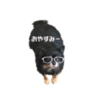 超でかチワワあもん（個別スタンプ：10）