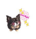 超でかチワワあもん（個別スタンプ：13）
