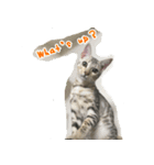 LeoLua cat's（個別スタンプ：1）