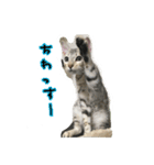 LeoLua cat's（個別スタンプ：2）