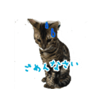 LeoLua cat's（個別スタンプ：3）