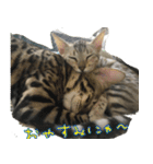 LeoLua cat's（個別スタンプ：4）