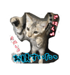 LeoLua cat's（個別スタンプ：5）