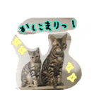 LeoLua cat's（個別スタンプ：6）