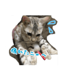 LeoLua cat's（個別スタンプ：7）
