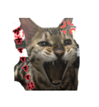 LeoLua cat's（個別スタンプ：9）
