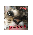 LeoLua cat's（個別スタンプ：10）
