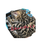 LeoLua cat's（個別スタンプ：12）