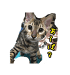 LeoLua cat's（個別スタンプ：13）