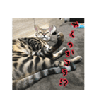 LeoLua cat's（個別スタンプ：15）