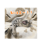 LeoLua cat's（個別スタンプ：16）