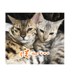 LeoLua cat's（個別スタンプ：17）