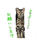 LeoLua cat's（個別スタンプ：18）