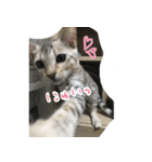 LeoLua cat's（個別スタンプ：20）