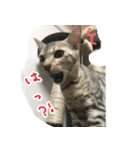 LeoLua cat's（個別スタンプ：21）