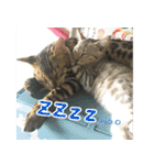 LeoLua cat's（個別スタンプ：22）