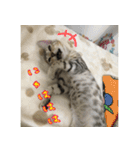 LeoLua cat's（個別スタンプ：23）
