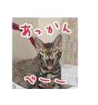 LeoLua cat's（個別スタンプ：24）
