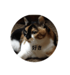 Mugi-kun（個別スタンプ：2）