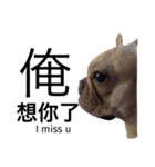 French Bulldog Boy Frank（個別スタンプ：1）