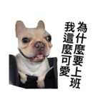 French Bulldog Boy Frank（個別スタンプ：2）